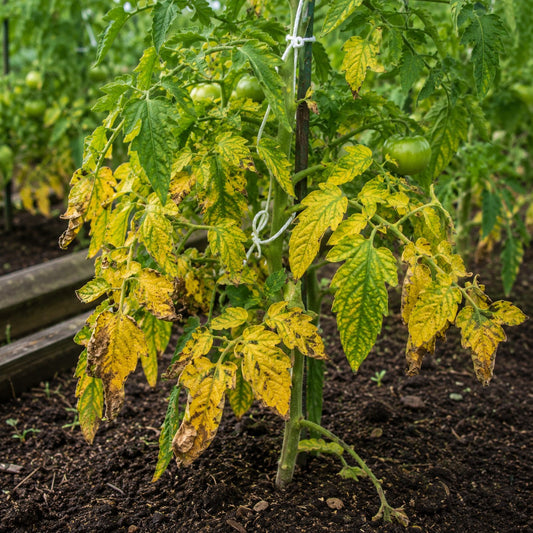 feuille-jaunes-tomates​