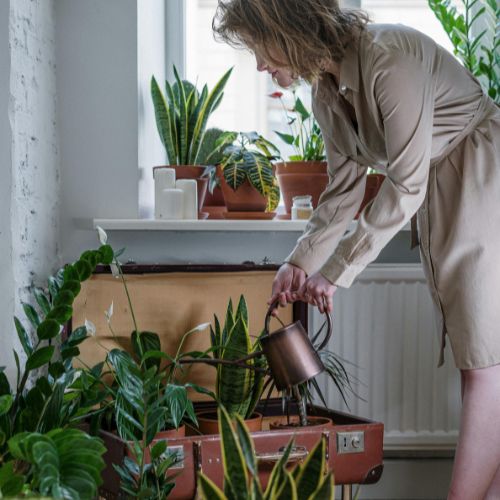 L'arrosage - Passion Horticulture