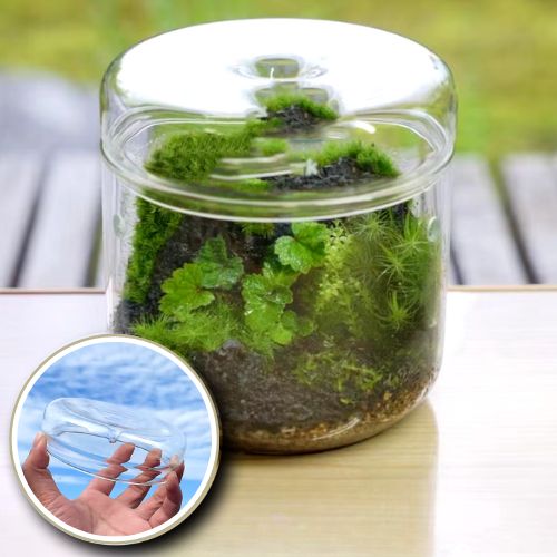 Plante terrarium