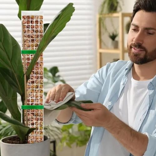 tuteur-pour-plante-grimpante-support