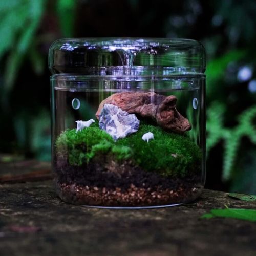 Plante terrarium