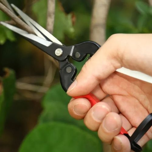 Sécateur-professionnel-branche