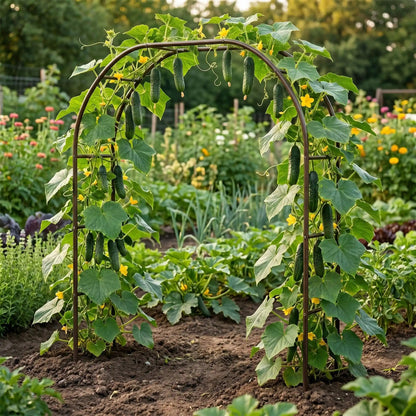 arche-Jardin-concombres