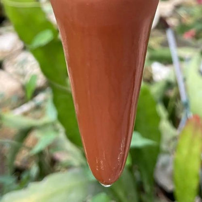 Arrosage goutte à goutte - Cactus - Passion Horticulture