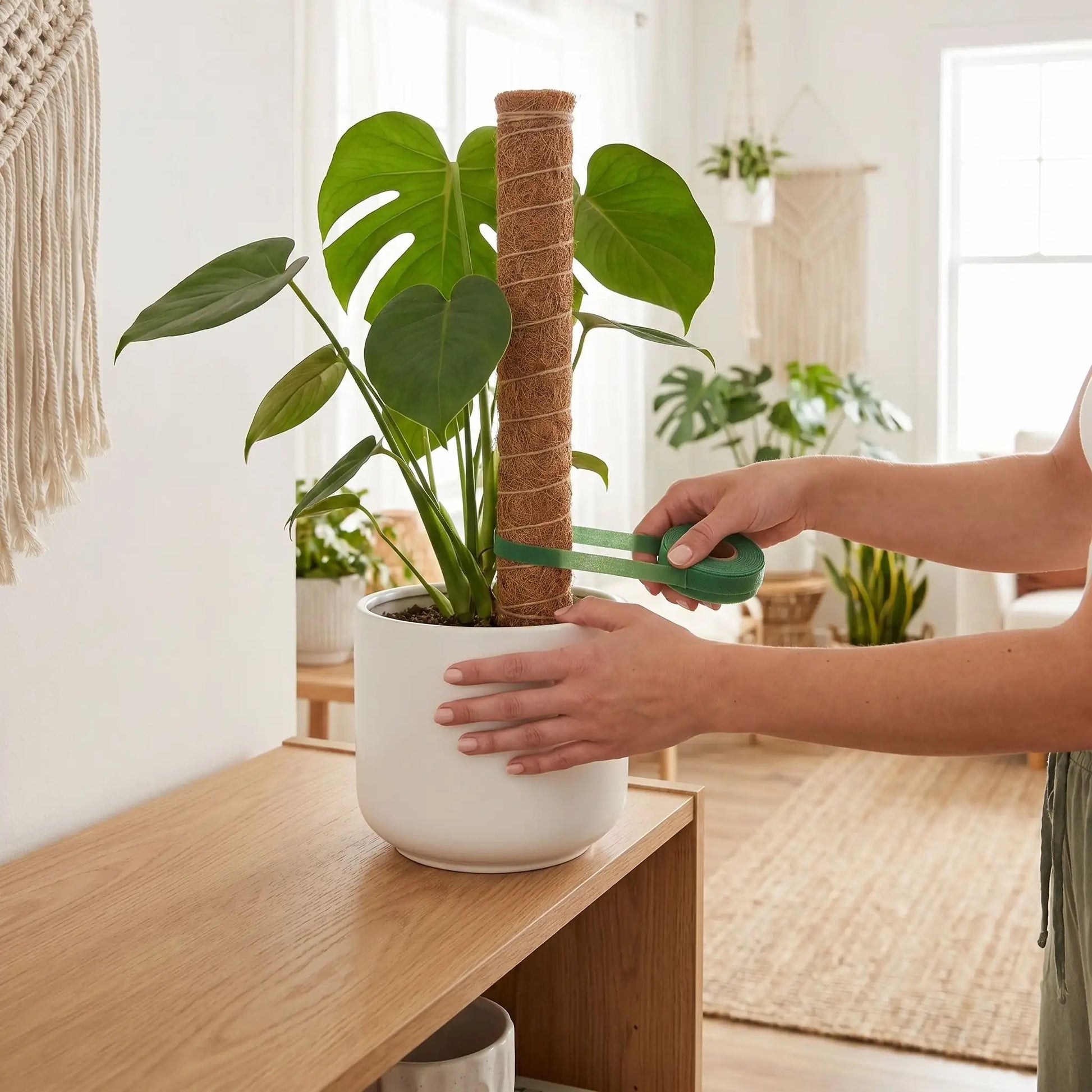 attache-pour-plante-grimpante-intérieur