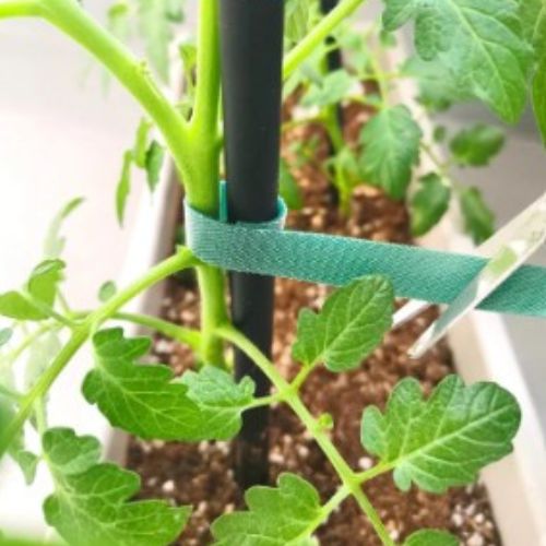 attaches-pour-plantes-grimpantes-stable