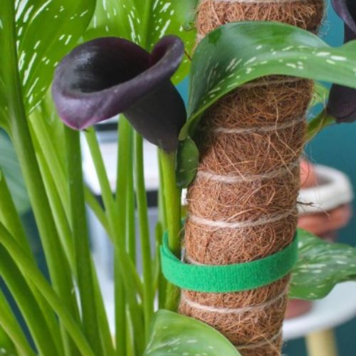 attaches-pour-plantes-grimpantes-tuteur