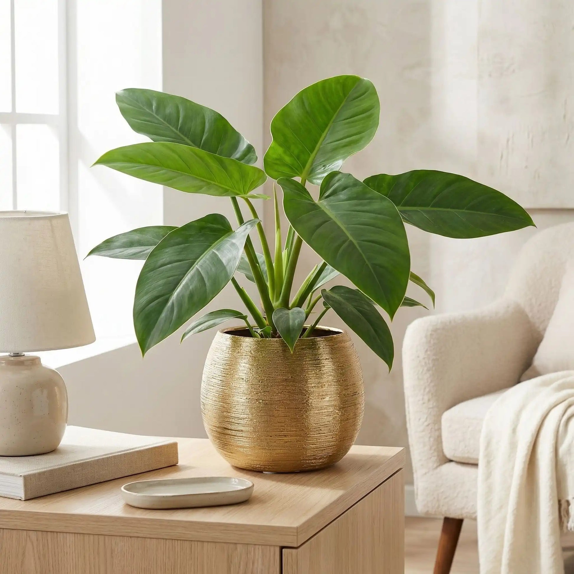 cache-pot-plante