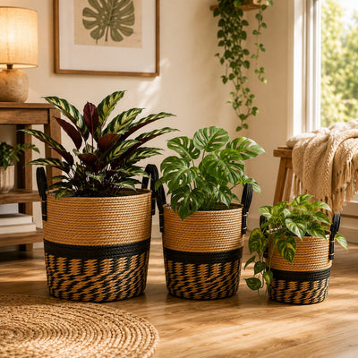 cache-pots-en-osier-salon