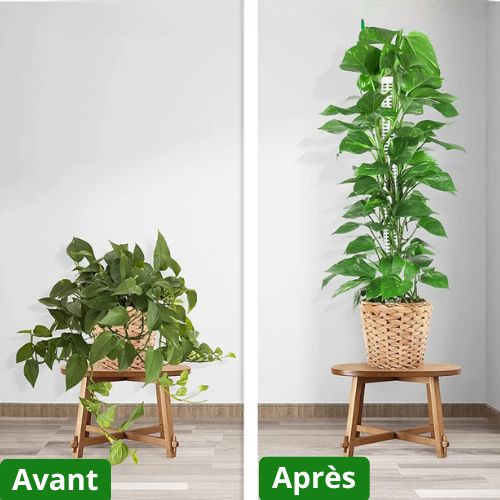 Tuteur Plante-Vital Support