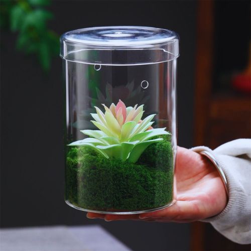 Plante terrarium