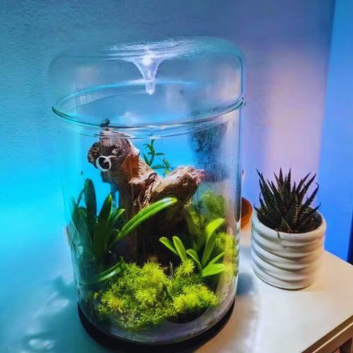 Plante terrarium