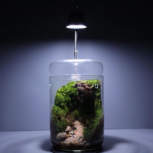 Plante terrarium