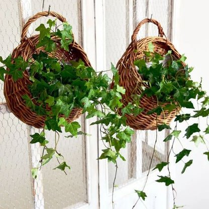 Plantes suspendues - Panier Osier