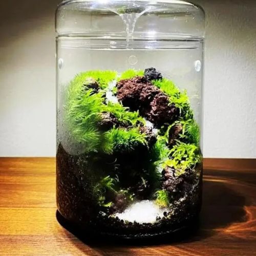 Plante terrarium