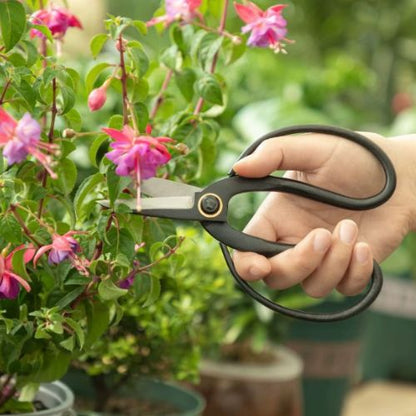 ciseau-jardinier-entretien