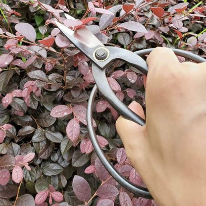 ciseau-jardinier-extérieur