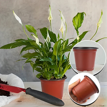 Pots de fleurs - Rempotage