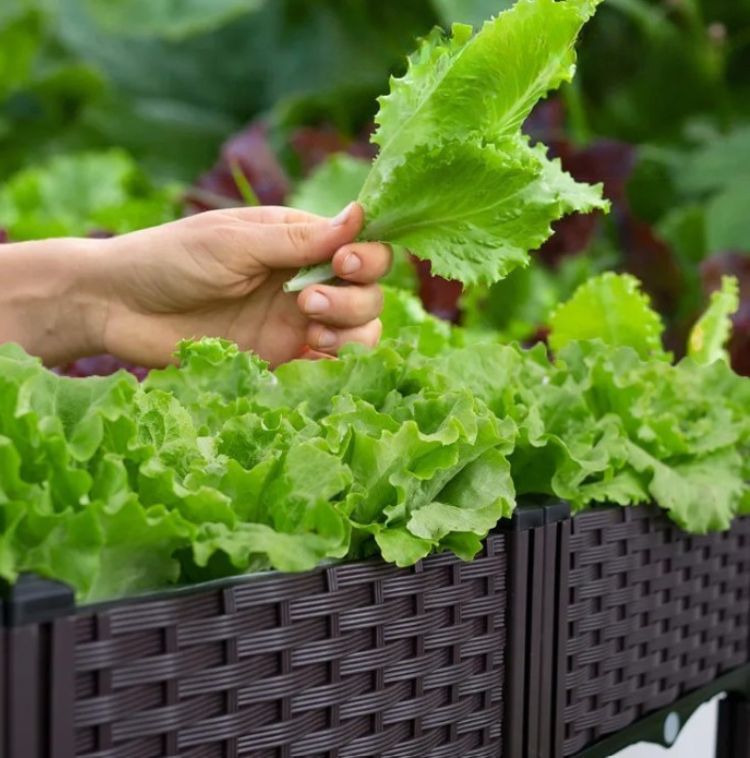 jardinière-surélevée-salade