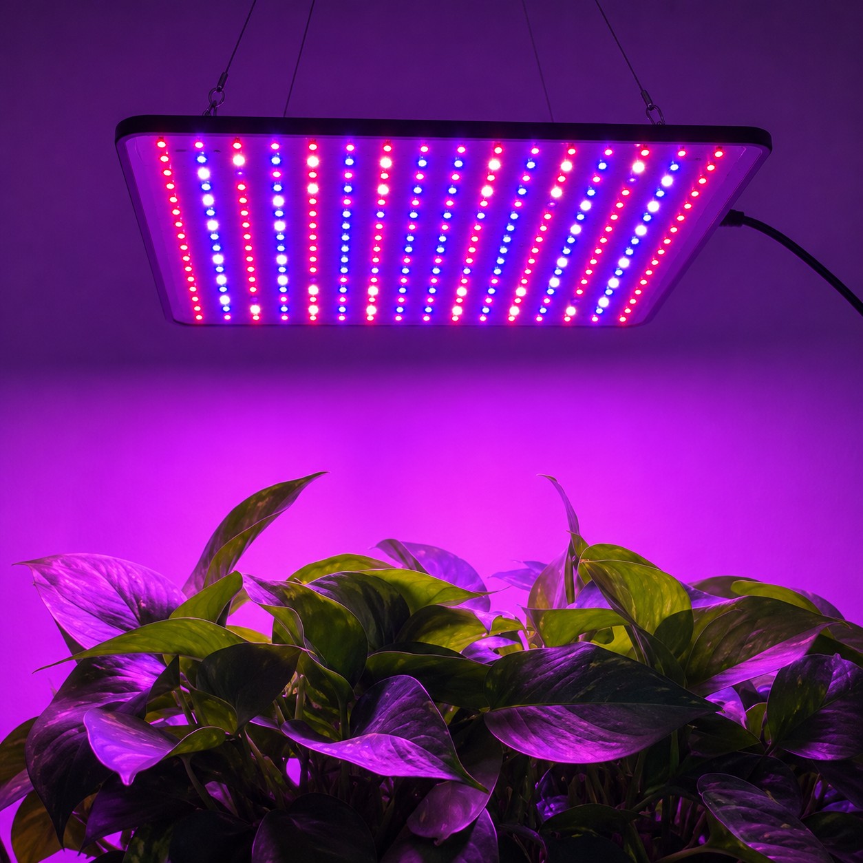 lampe-pour-les-plantes-mauve