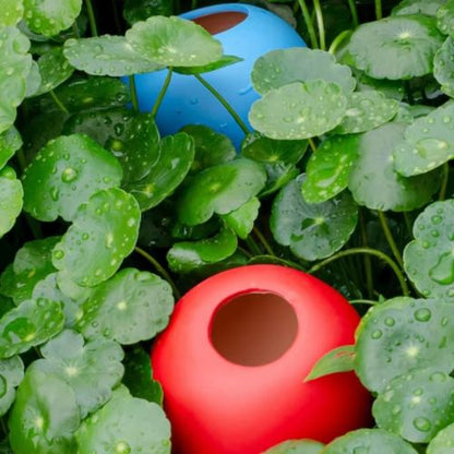 ollas-plantes