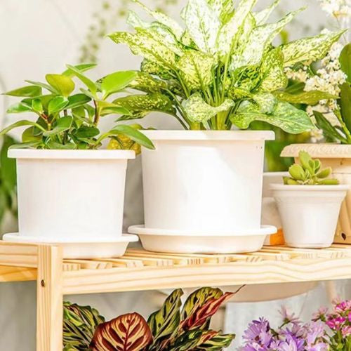 pot-de-fleurs-intérieur