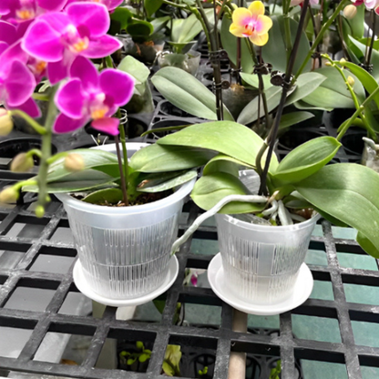 pot-de-fleurs-transparent-extérieur