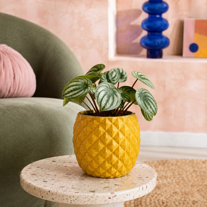 pots-pour-plantes-coloré