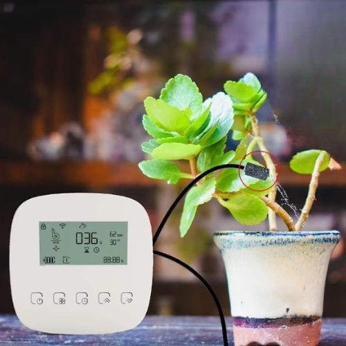 programmateur-arrosage-plante