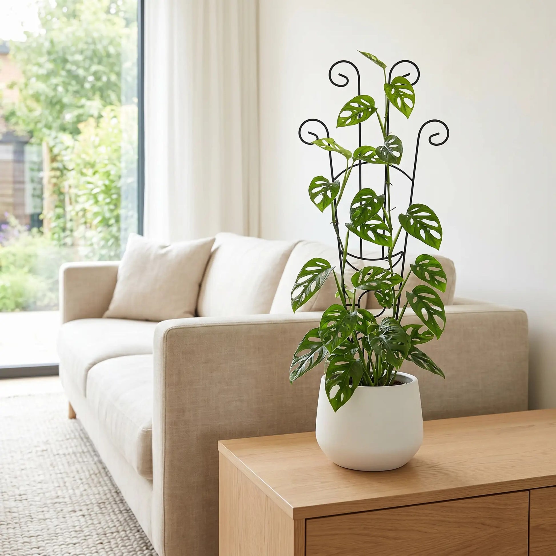 support-plante-grimpante-intérieur