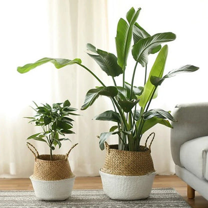Tendance Osier™ | Cache - pot élégant - Passion Horticulture