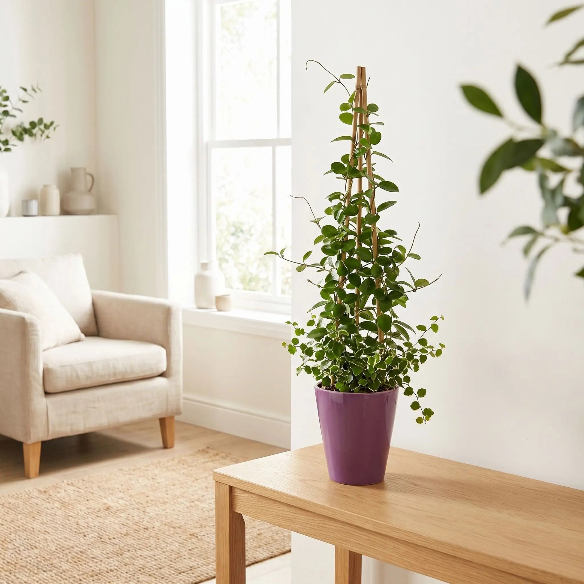tuteur-bambou-durable
