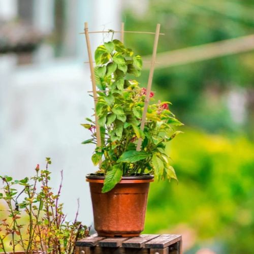 tuteur-bambou-plante