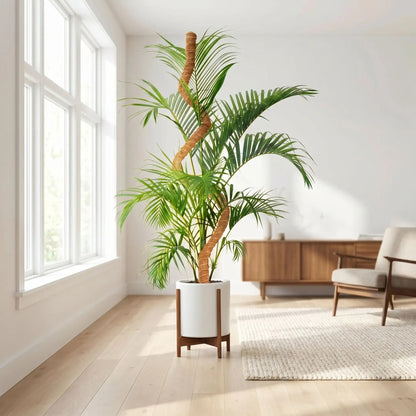 tuteur-coco-intérieur