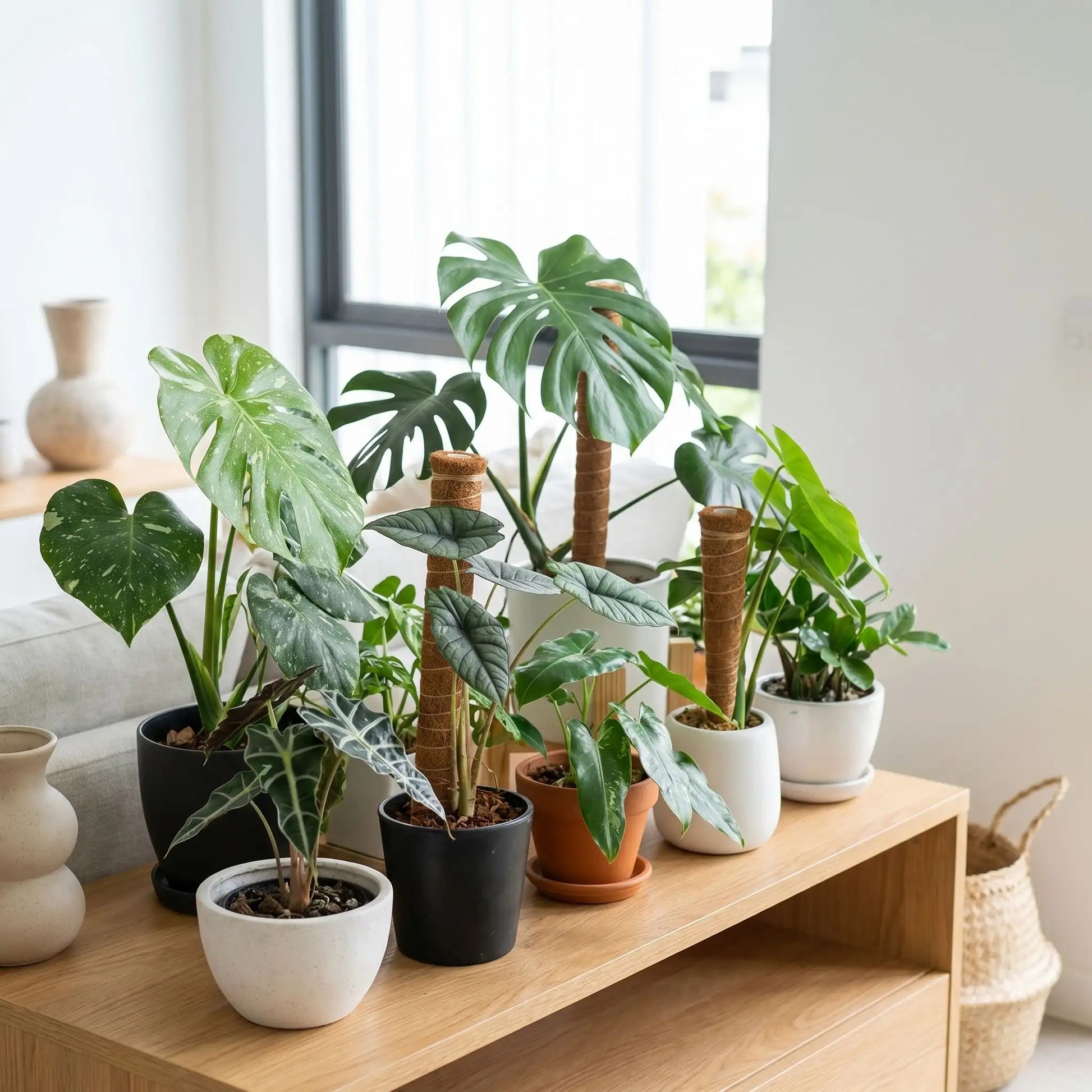tuteur-coco-naturel