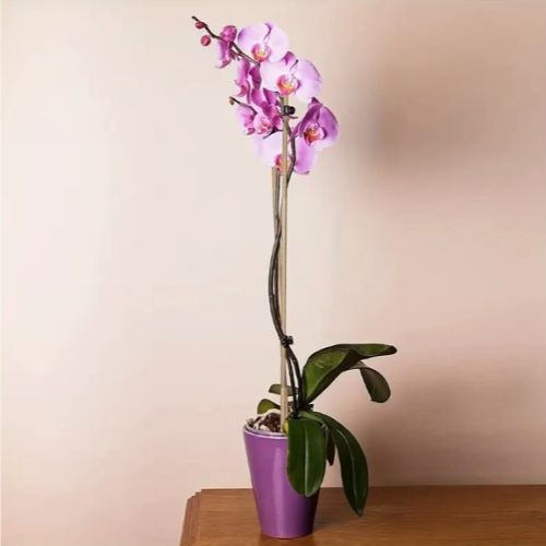 tuteur-en-bambou-fleur