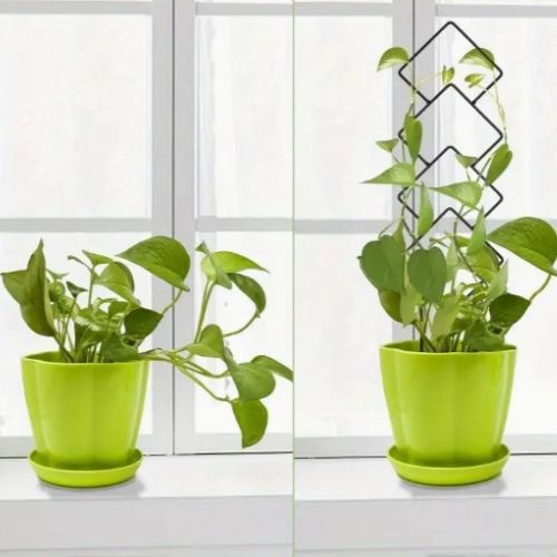 tuteur-plante-avant-après