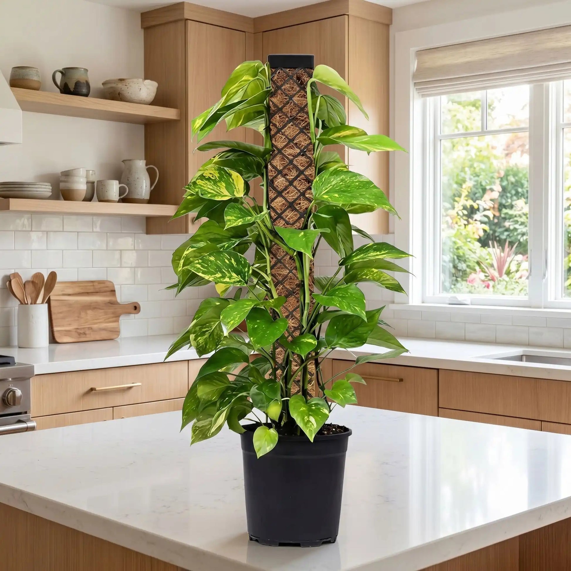 tuteur-plante-cuisine