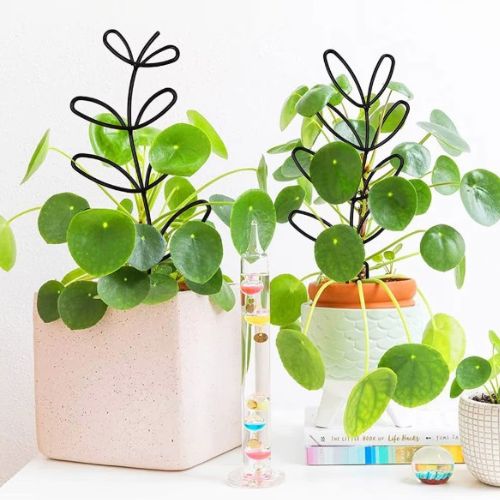 tuteur-plante-esthétique