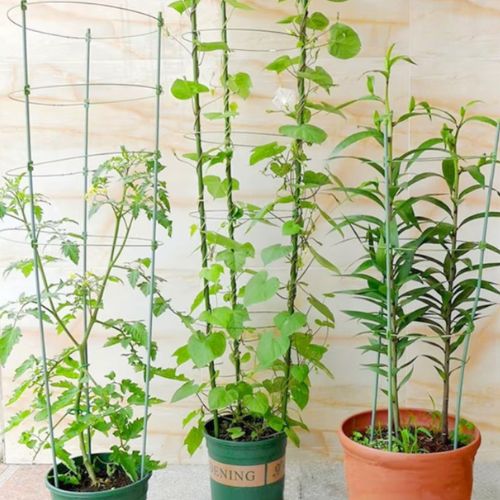 tuteur-plante-fonctionnel