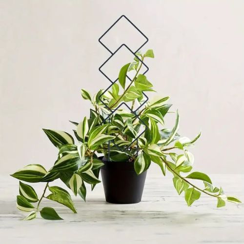 tuteur-plante-grimpante