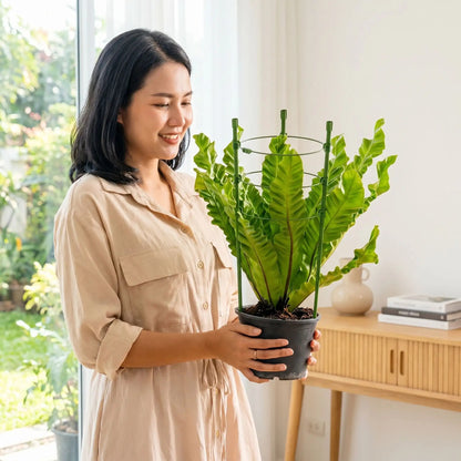 tuteur-plante-intérieur