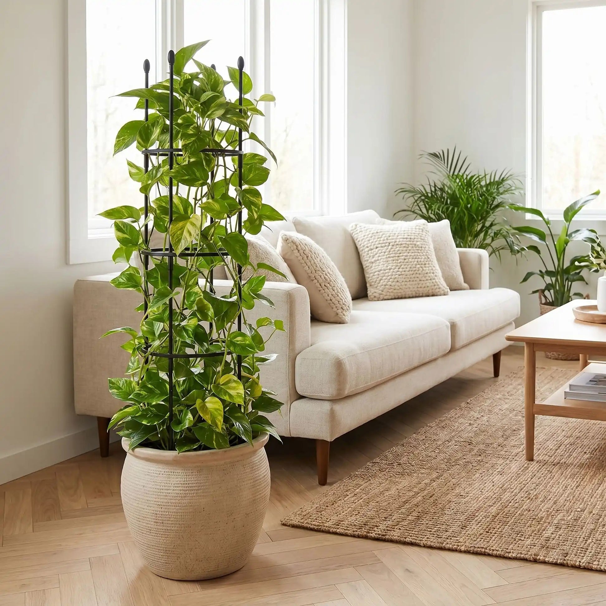 tuteur-plante-plante-intérieur