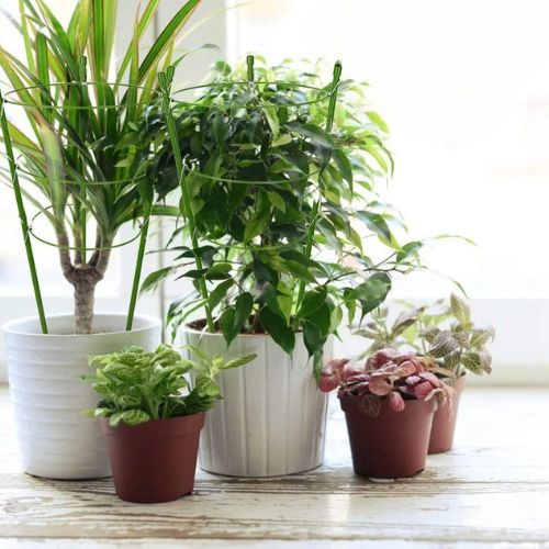 tuteur-plante-plastique