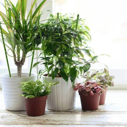 tuteur-plante-plastique