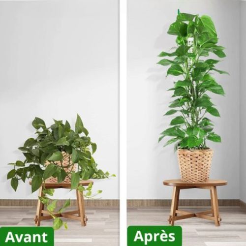 tuteur-plante-pratique