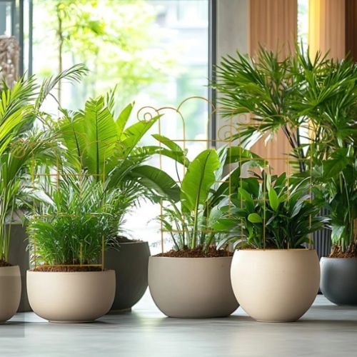 tuteur-plante-robuste
