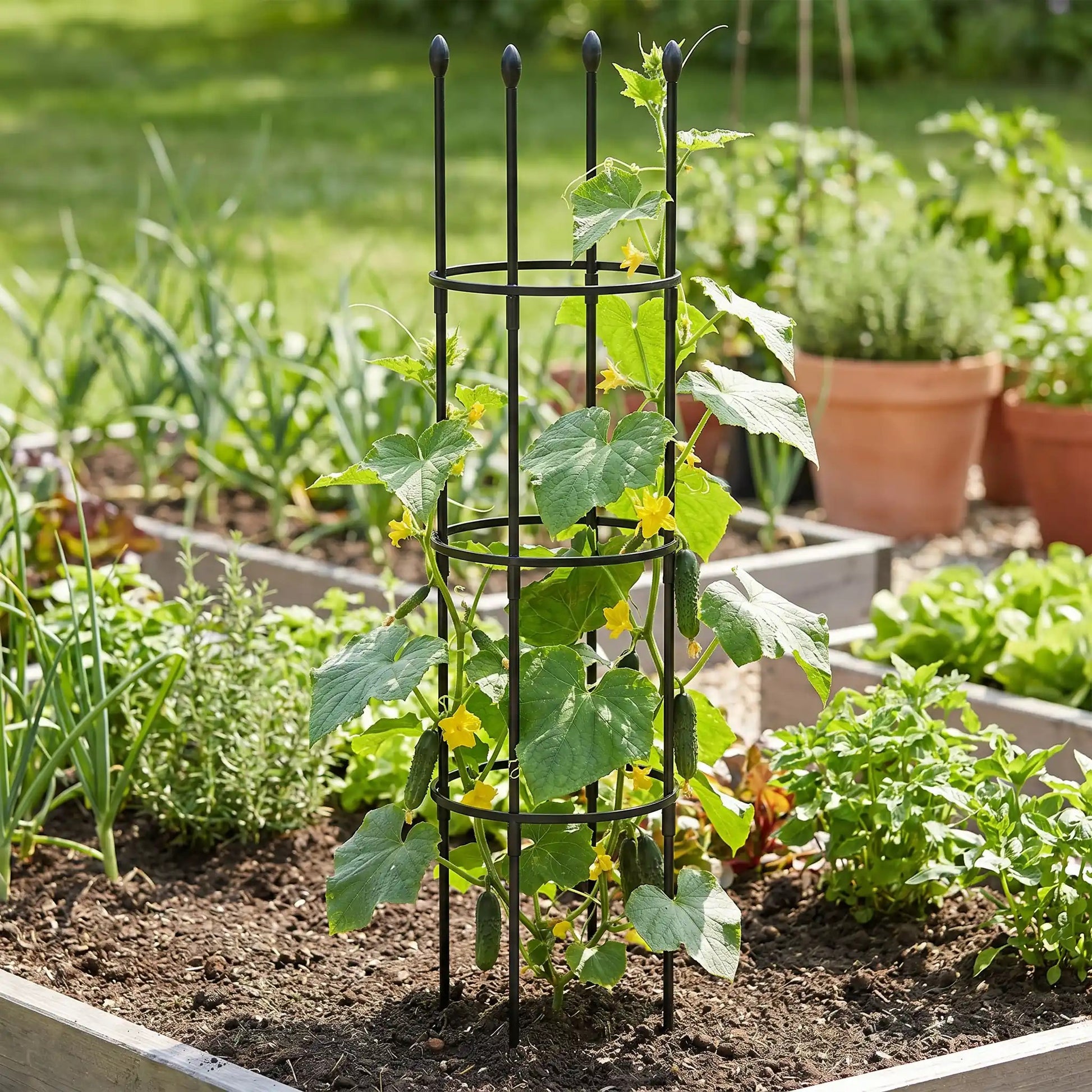 tuteur-plante-tomates