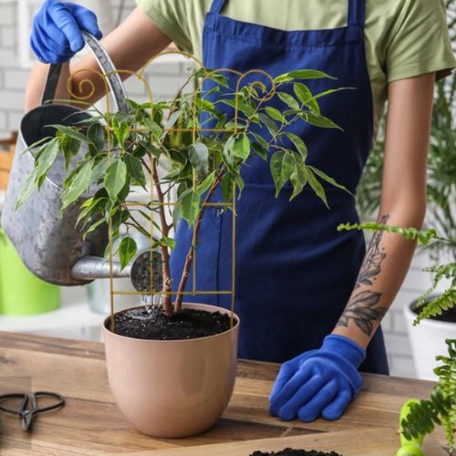 tuteur-plante