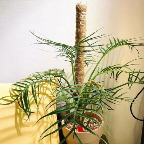 tuteur-pour-plante-coco